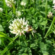 white clover with honey bee